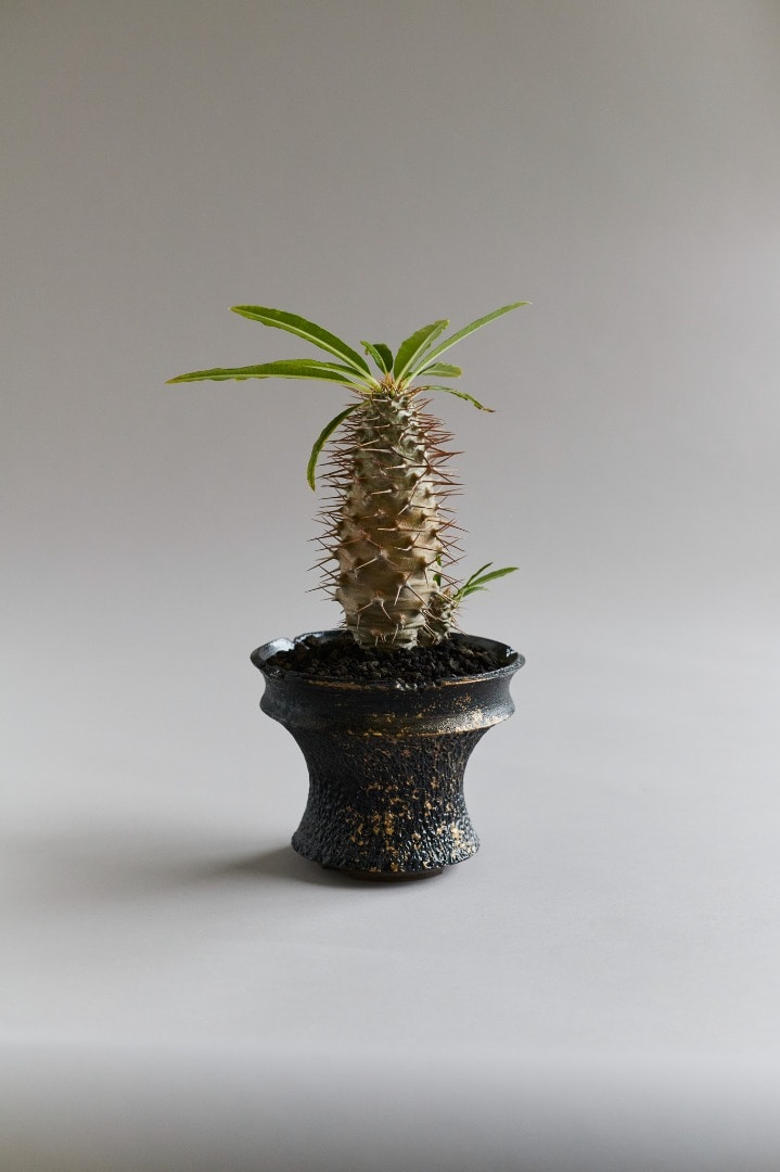 GOUJIN pot 豪人 植木鉢 Botanize工芸品