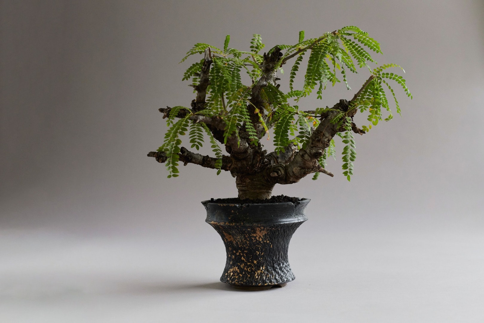 BOTANIZE GOUJIN POT 豪人 植木鉢 ボタナイズ 2022 - 陶芸